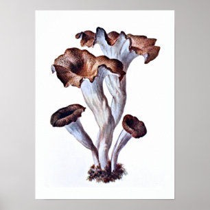Poster de champignons