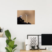 Poster de champignons (Coprinus Plicatilis) (Bureau à domicile)