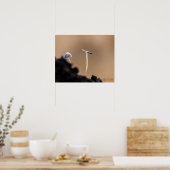 Poster de champignons (Coprinus Plicatilis) (Cuisine)