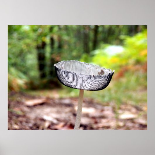 Poster de champignons de bouchon Plein (Devant)