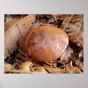 Poster de champignons Jack Slippery