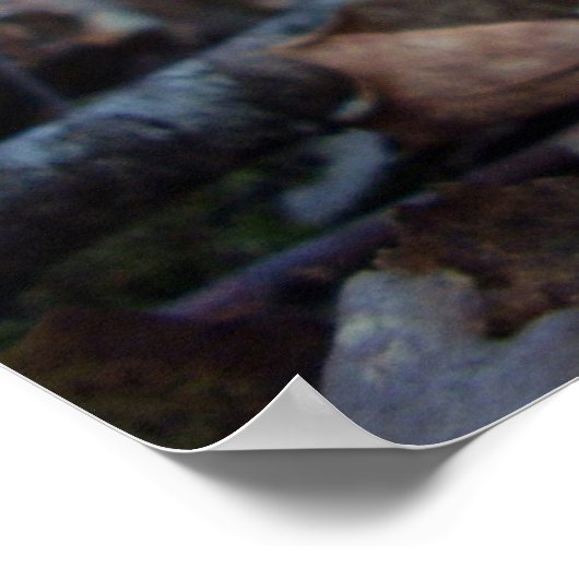 Poster de champignons Penny Bun (Coin)