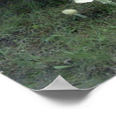 Poster de champignons pour chat (Coin)