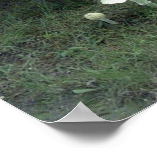 Poster de champignons pour chat (Coin)