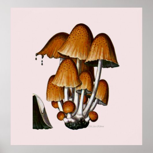 Poster De Champignons série quatrième de huit (Devant)