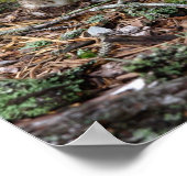 Poster de champignons solitaires (Coin)