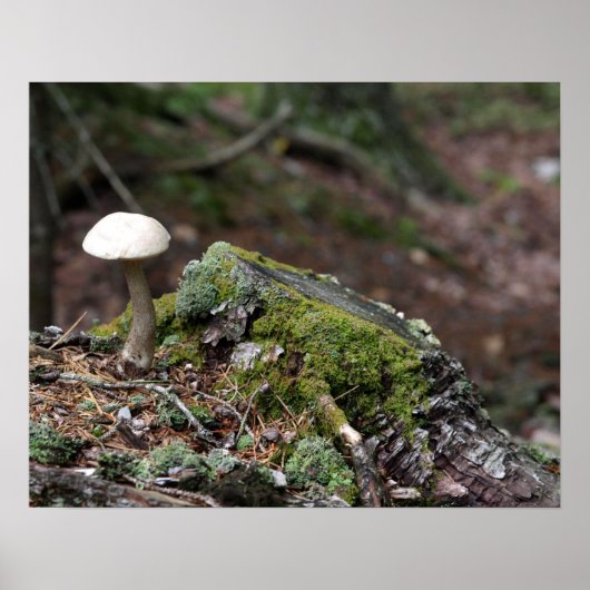 Poster de champignons solitaires (Devant)