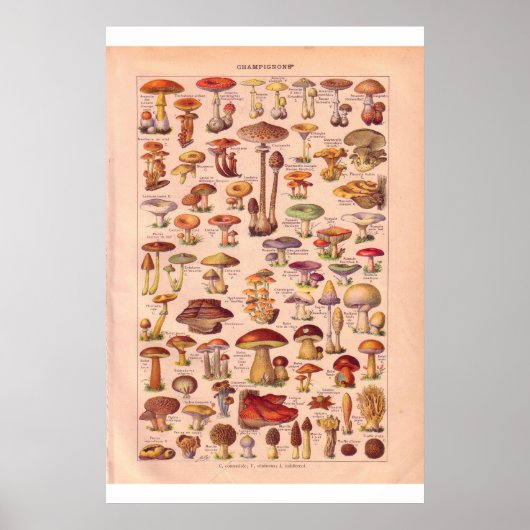 Poster de champignons vintages 1920 (Devant)