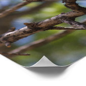 Poster de chant de Mockingbird du Nord (Coin)