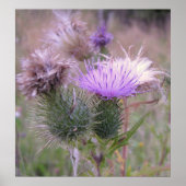 Poster de chardon (Devant)