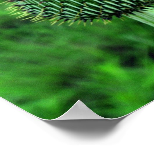 Poster de chardon (Coin)