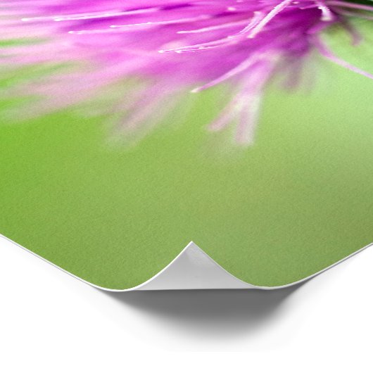 Poster de chardon pourpre (Coin)