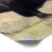 Poster de chasse au bison (Coin)