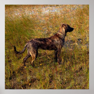 Poster de chasse au chien dans les zones humides