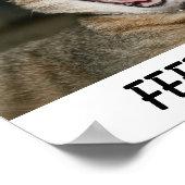 Poster de chat (Coin)