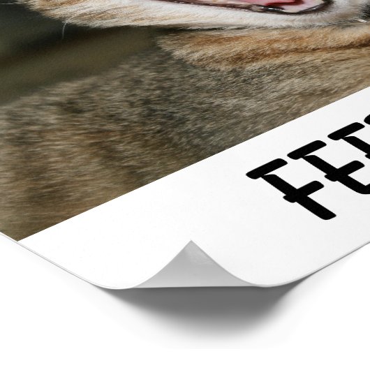 Poster de chat (Coin)