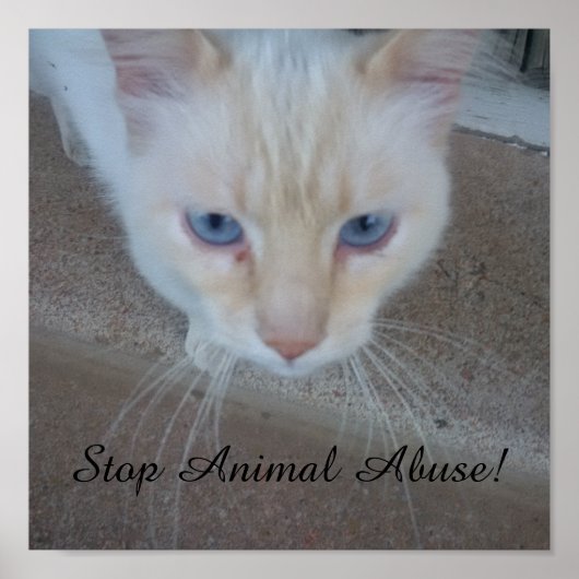 Poster de chat (Devant)