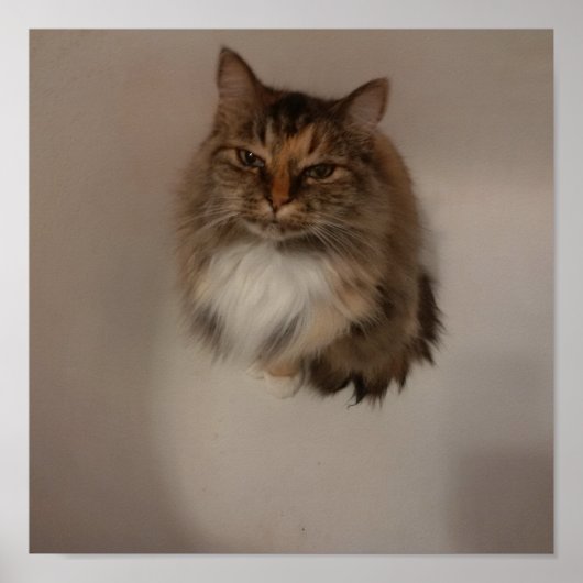 Poster de chat (Devant)