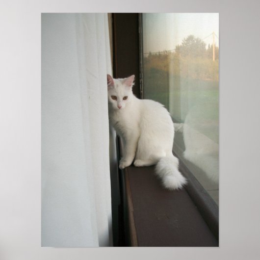 Poster de chat blanc (Devant)