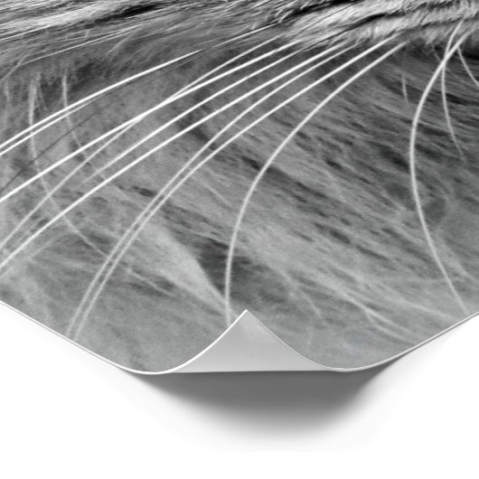 Poster de chat Blue Eyed (Coin)