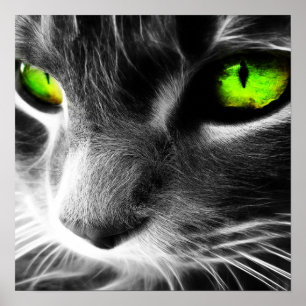 Poster De chat copie aux yeux verts de fin