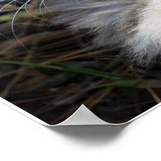 Poster de chat de chat de Maine vert gris (Coin)