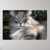 Poster de chat de chat de Maine vert gris (Devant)