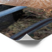 Poster de chat de tabby orange (Coin)