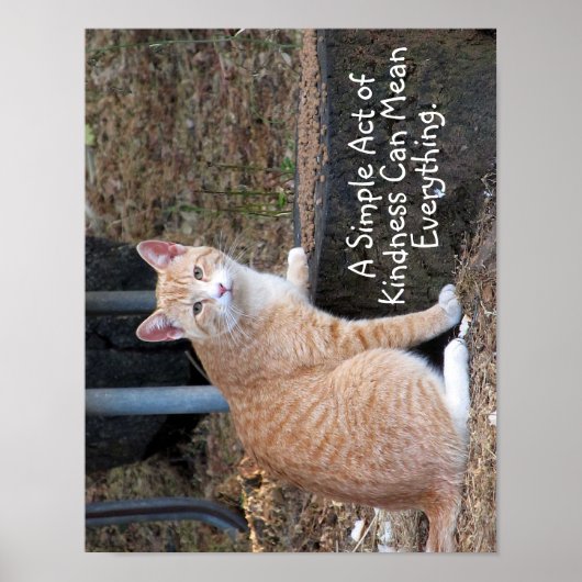 Poster de chat de tabby orange (Devant)