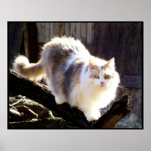 Poster de chat en coton de Calico Maine
