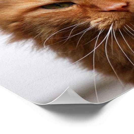 Poster de chat en forêt norvégienne (Coin)