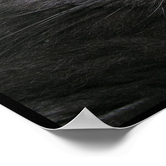 Poster de chat Gray Sleepy (Coin)