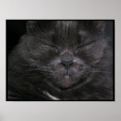 Poster de chat Gray Sleepy (Devant)