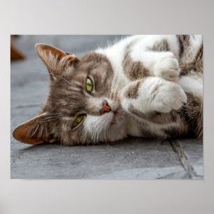 Poster de chat/Imprimer