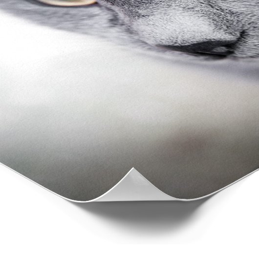 Poster de chat mignon (Coin)