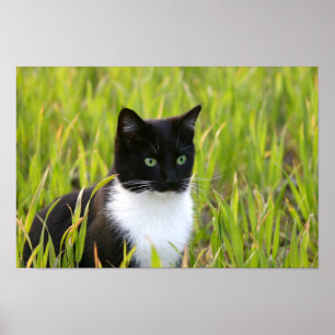 Poster de chat noir et blanc