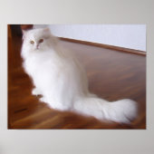 Poster de chat perse blanc (Devant)