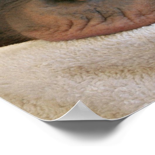 Poster de chat pour bébés Imprimer (Coin)