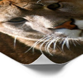 Poster de chat Puma (Coin)