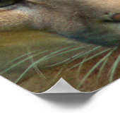 Poster de chat Puma Mountain Imprimer (Coin)