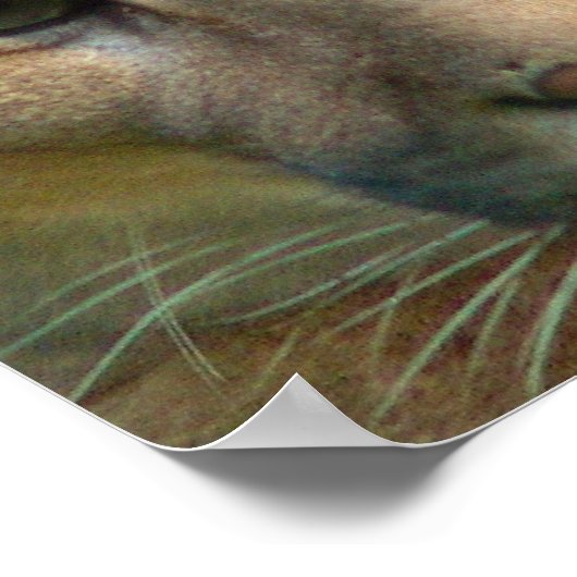 Poster de chat Puma Mountain Imprimer (Coin)