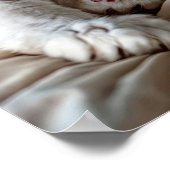 Poster de chat Ragdoll blanc (Coin)