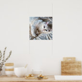 Poster de chat Ragdoll blanc (Cuisine)