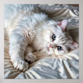 Poster de chat Ragdoll blanc (Devant)