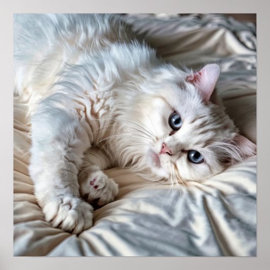 Poster de chat Ragdoll blanc (Devant)