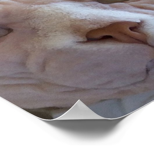 Poster de chat Sphynx (Coin)