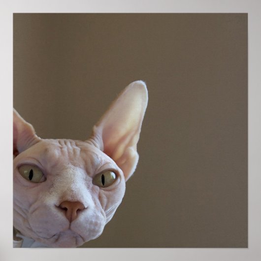 Poster de chat Sphynx (Devant)