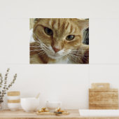 Poster de chat Tabby Orange (Cuisine)