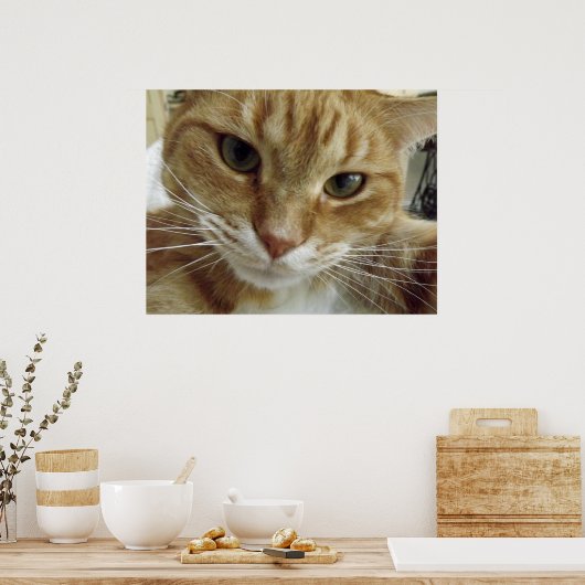 Poster de chat Tabby Orange (Cuisine)