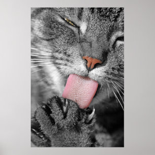 Poster de chat Washday Imprimer